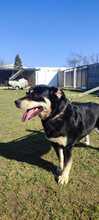 NELE, Hund, Mischlingshund in Slowakische Republik