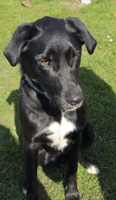 LUCKY, Hund, Mischlingshund in Bad Salzuflen