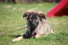 JARINA, Hund, Mischlingshund in Hagen