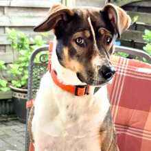 JOY, Hund, Mischlingshund in Ennigerloh