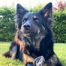 SAMIRA, Hund, Border Collie - Gelbbacke Mix in Odenthal
