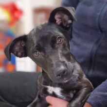 CHICO, Hund, Mischlingshund in Spanien