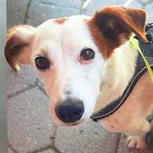 BIMAS, Hund, Mischlingshund in Halle