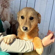 IRIS, Hund, Mischlingshund in Rumänien