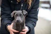 RIO, Hund, Mischlingshund in Ungarn