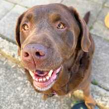 TOFFEE, Hund, Labrador Retriever in Forst
