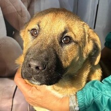 KNOX, Hund, Mischlingshund in Rumänien