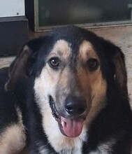 TOBY, Hund, Mischlingshund in Italien