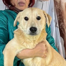 ZOE, Hund, Mischlingshund in Rumänien