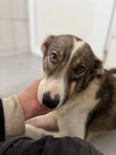 AURELIA, Hund, Mischlingshund in Frankfurt