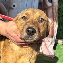 PRINCESS, Hund, Mischlingshund in Rumänien