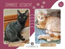 FINN, Katze, Exotic Colourpoint in Bulgarien