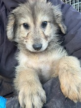 PERCY, Hund, Mischlingshund in Rumänien