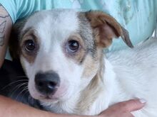 FANA, Hund, Mischlingshund in Rumänien