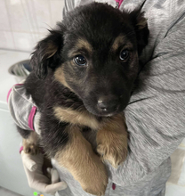 STRUDEL, Hund, Mischlingshund in Belgien