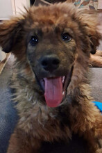 CEDRIC, Hund, Mischlingshund in Kroatien