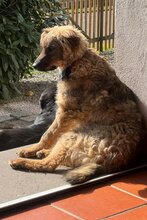 CEDRIC, Hund, Mischlingshund in Hellenthal