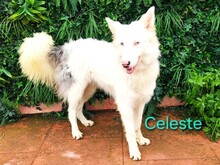 CELESTE2, Hund, Border Collie in Altenmedingen