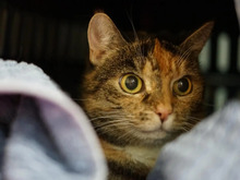 LUNAMAY, Katze, Europäisch Kurzhaar in Hamburg