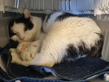 KLAUSI, Katze, Europäisch Kurzhaar in Hamburg