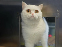 CHERRY, Katze, BKH-Mix in Hamburg