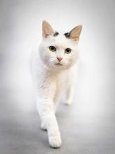 DIVA, Katze, Europäisch Kurzhaar in Hamburg