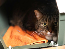 COSMO, Katze, Europäisch-Kurzhaar-Mischling in Hamburg