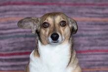 LANA, Hund, Mischlingshund in Russische Föderation