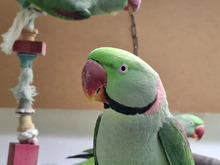 SCHIEFSCHNABEL, Vogel, Großer Alexandersittich in Hamburg