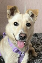 BELLA, Hund, Mischlingshund in Russische Föderation