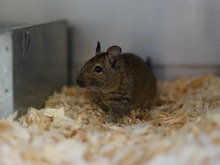 DIEGO, Nager, Degu in Hamburg