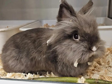 BALOU, Hasenartige, Löwenkopfkaninchen in Hamburg