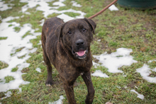 PAX, Hund, Mischlingshund in Kroatien