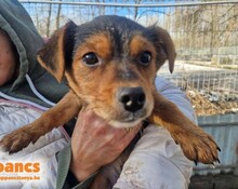 LIPTON4, Hund, Mischlingshund in Ungarn