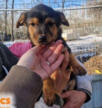 LEON2, Hund, Mischlingshund in Ungarn