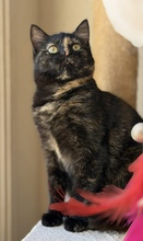 TATORU, Katze, Hauskatze in Zypern