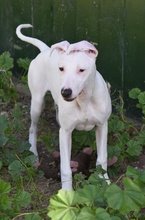 SNOWWHITE, Hund, Galgo-Bodegueromischling in Spanien
