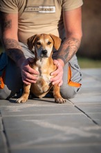 SALEM, Hund, Dackelmischling in Erkelenz
