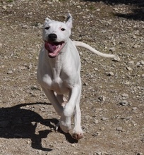 PINTO, Hund, Galgo-Bodegueromischling in Berlin