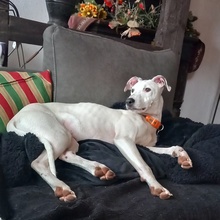 PINTO, Hund, Galgo Español-Mix in Alfeld