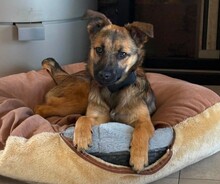 KIRA, Hund, Deutscher Schäferhund-Mix in Ulmen
