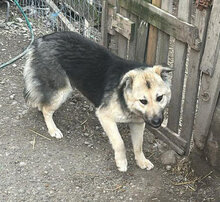 MARLA, Hund, Mischlingshund in Rumänien