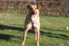 NELLA, Hund, Mischlingshund in Hagen