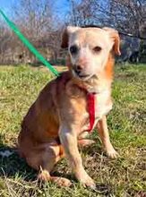 SEPP, Hund, Mischlingshund in Rumänien