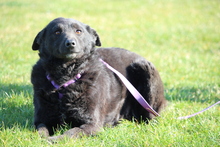 SINA, Hund, Mischlingshund in Hagen