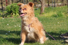 MANDARELLA, Hund, Mischlingshund in Hagen