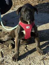 ERIC, Hund, Mischlingshund in Bulgarien