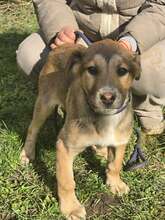 MAIKY, Hund, Mischlingshund in Bulgarien