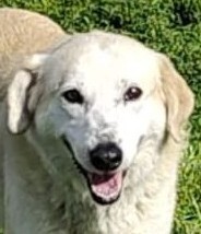LILLA, Hund, Mischlingshund in Norderstedt