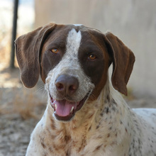 KIARA, Hund, Deutsch Kurzhaar in Spanien